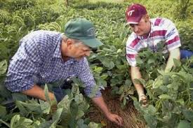 3 Key Principles of Agricultural Extension Explained