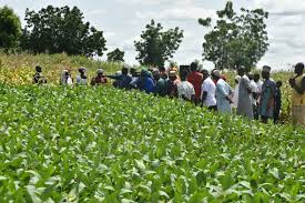 3 Key Principles of Agricultural Extension Explained 3 Key Principles of Agricultural Extension Explained