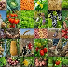 Classes of Crops