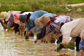 Propagation of Crops
