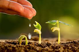 Edaphic Factors Affecting Crop Production Edaphic Factors Affecting Crop Production