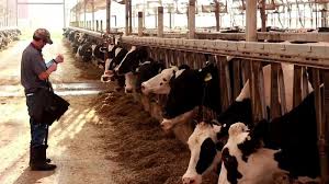 Livestock Management Systems Livestock Management Systems