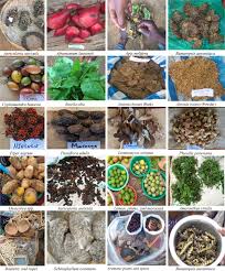 Economic and Potential Values of Non-timber Forest Products