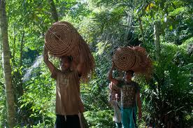 Economic and Potential Values of Non-timber Forest Products Non-timber Forest Products (NTFPS/NWFPS)