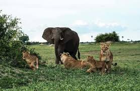 Importance of Wildlife in Nigeria