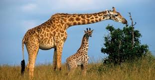 Importance of Wildlife in Nigeria Importance of Wildlife in Nigeria