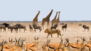 Importance of Wildlife in Nigeria Importance of Wildlife in Nigeria