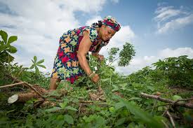 Measures for Improving Nigerian Agriculture