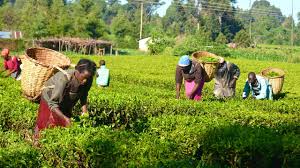 Measures for Improving Nigerian Agriculture Measures for Improving Nigerian Agriculture