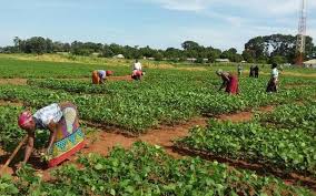 Historical Development of Crop Production