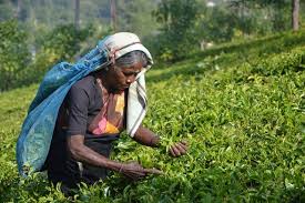 Historical Development of Crop Production Historical Development of Crop Production