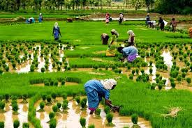 Historical Development of Crop Production Historical Development of Crop Production