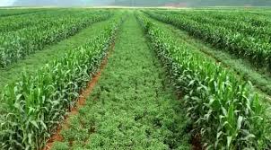 Cropping Systems: An Overview of Agricultural Practices