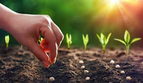 Sowing and Planting Practices