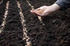 Sowing and Planting Practices Sowing and Planting Practices