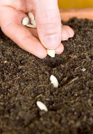 Sowing and Planting Practices Sowing and Planting Practices