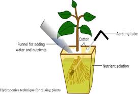 Meaning and Functions of Mineral Nutrition in Plants