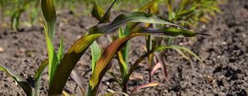 Meaning and Functions of Mineral Nutrition in Plants Meaning and Functions of Mineral Nutrition in Plants