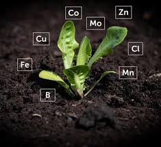 Meaning and Functions of Mineral Nutrition in Plants Meaning and Functions of Mineral Nutrition in Plants