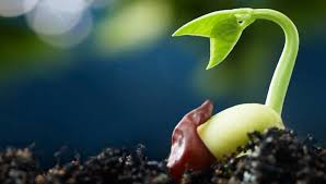 Types and Causes of Seed Dormancy