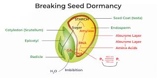 Types and Causes of Seed Dormancy Types and Causes of Seed Dormancy