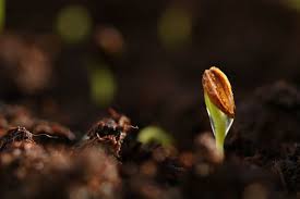 Types and Causes of Seed Dormancy Types and Causes of Seed Dormancy