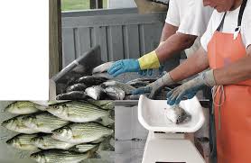 Post Harvest Handling of Fish and Marketing Post Harvest Handling of Fish and Marketing