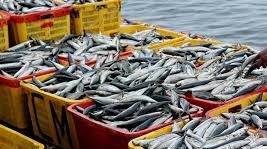 Post Harvest Handling of Fish and Marketing Post Harvest Handling of Fish and Marketing