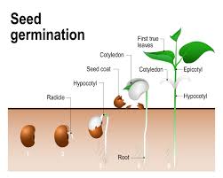 The Process Of Seed Germination