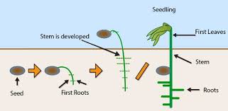 The Process Of Seed Germination The Process Of Seed Germination