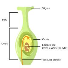 How Female Gametophyte Develops in Plant Life Cycles