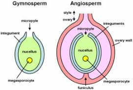 How Female Gametophyte Develops in Plant Life Cycles How Female Gametophyte Develops in Plant Life Cycles