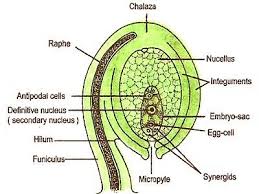How Female Gametophyte Develops in Plant Life Cycles How Female Gametophyte Develops in Plant Life Cycles
