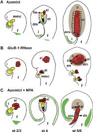 How Female Gametophyte Develops in Plant Life Cycles How Female Gametophyte Develops in Plant Life Cycles