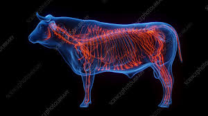 Anatomy and Physiology of Nervous System of Farm Animals