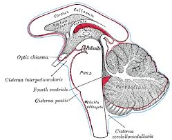 Anatomy and Physiology of the Nervous System in Farm Animals Anatomy and Physiology of Nervous System of Farm Animals