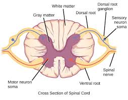 Anatomy and Physiology of the Nervous System in Farm Animals Anatomy and Physiology of Nervous System of Farm Animals