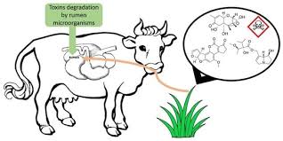Anatomy and Physiology of the Nervous System in Farm Animals Anatomy and Physiology of Nervous System of Farm Animals
