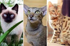 Complete List of Cats That Don’t Shed