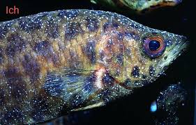 Protozoa In Fish Understanding and Managing Protozoan Diseases in Aquaculture ...
