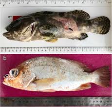Comprehensive Control of Other Bacterial Fish Diseases in Aquaculture ...