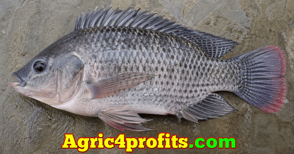 Morphology and Basic Structure of Fishes - Agric4Profits