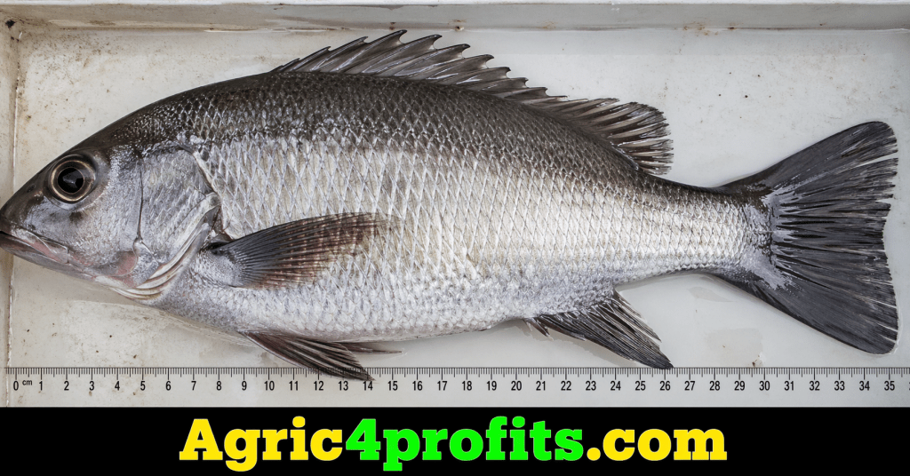 Fish Compound Shape Morphology and Basic Structure of Fishes - Agric4Profits