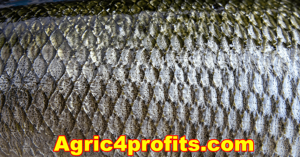 Morphology and Basic Structure of Fishes - Agric4Profits