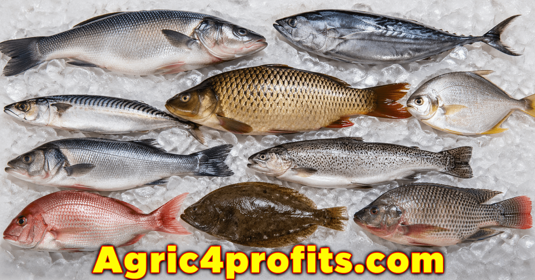 Types of Fish - Agric4Profits
