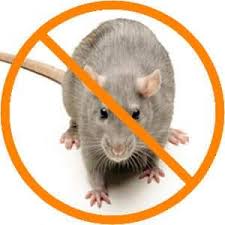 How to Control Rodents in Poultry Farms: A Complete Practical Guide