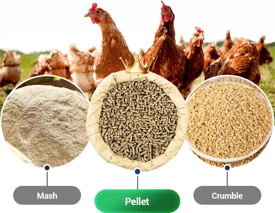 Identification of Feed Stuffs Used in Feeding Poultry and Pigs and Feed ...