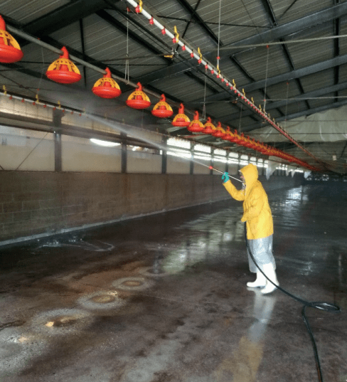 How to Maintain Poultry and Pig House Hygiene - Agric4Profits