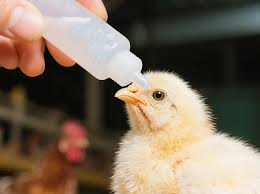 Vaccinations and Medications in Poultry and Pig Rearing