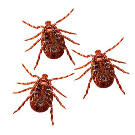 Poultry External Parasites and Control Measures
